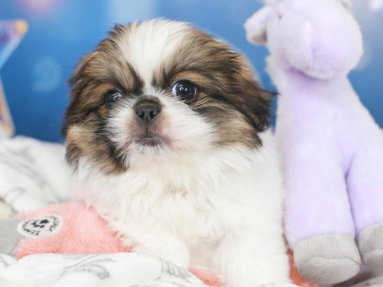 Pekingese