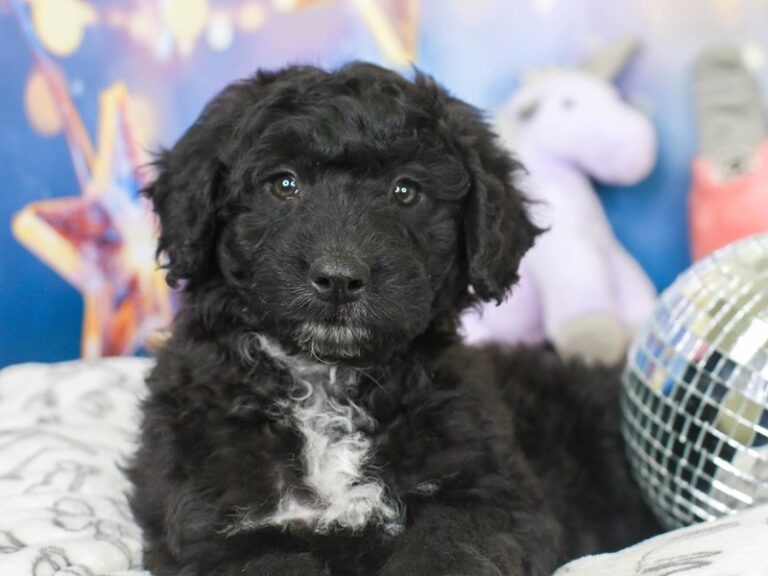 Mini Australian Labradoodle
