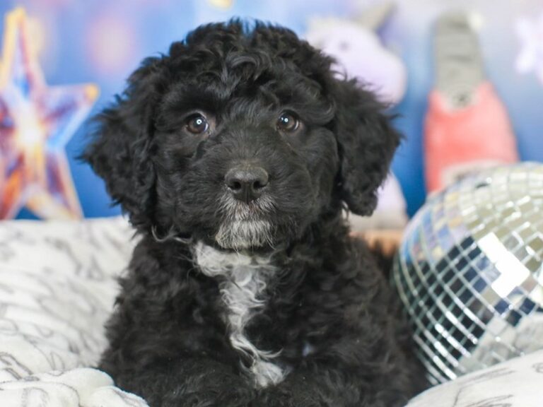 Mini Australian Labradoodle