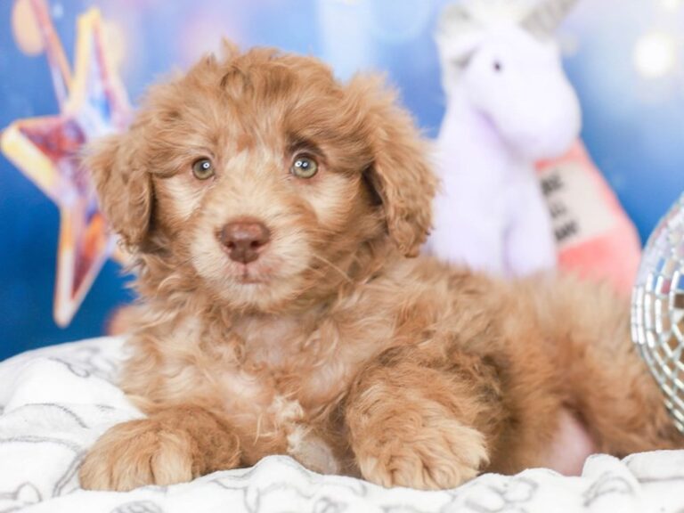 Mini Australian Labradoodle