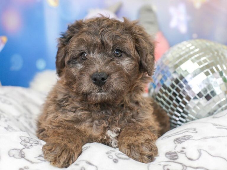 Mini Australian Labradoodle