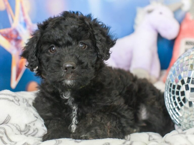 Mini Australian Labradoodle