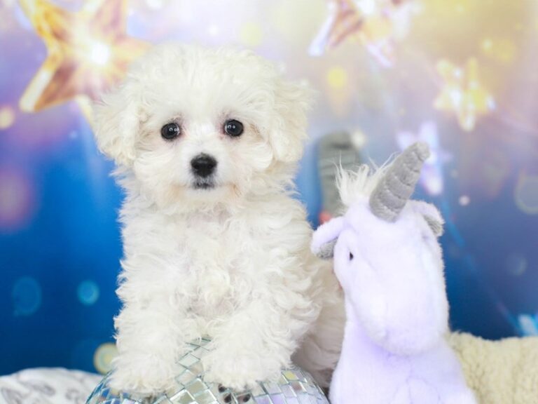Bichon Frise