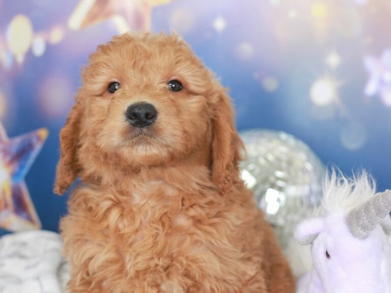 Mini Goldendoodle