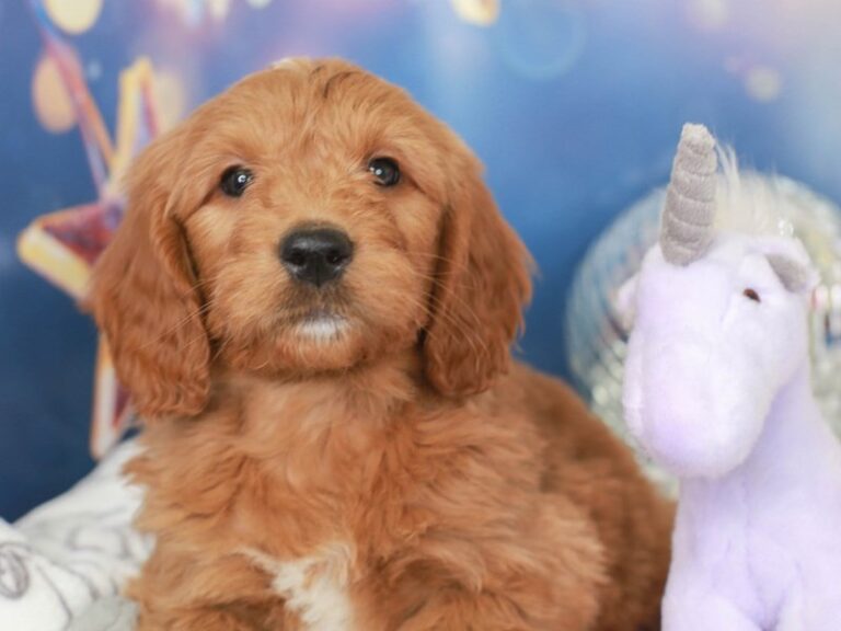 Mini Goldendoodle