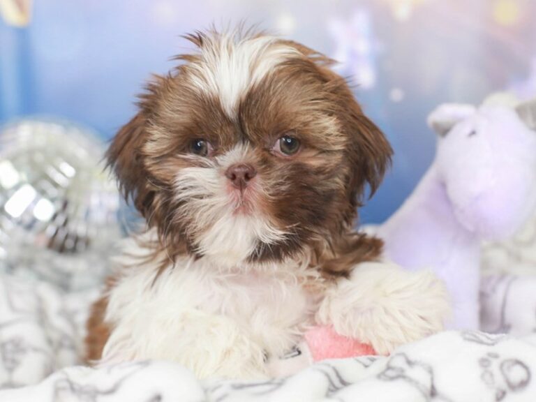 Shih Tzu