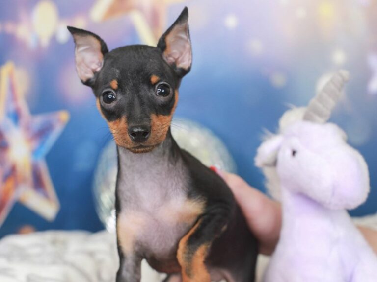 Mini Pinscher