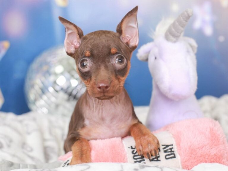 Mini Pinscher