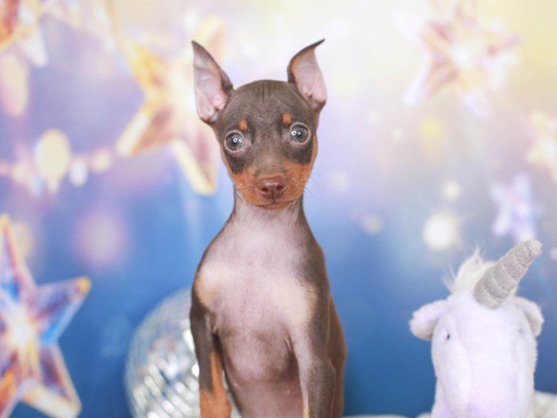 Mini Pinscher-Male-CHLT & TN-3443965-Animal Kingdom | Puppies N Love