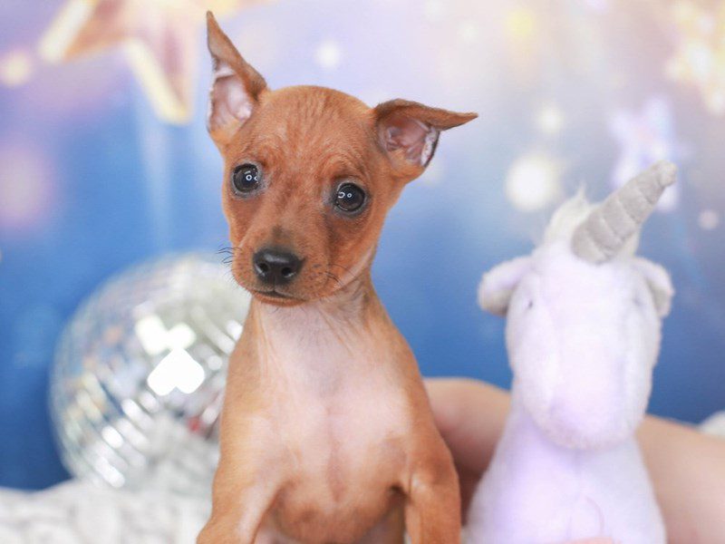 Mini Pinscher-Male-STAG RD-3443966-Animal Kingdom | Puppies N Love