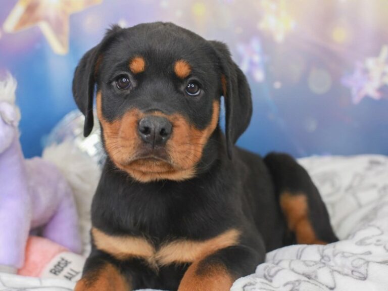 Rottweiler