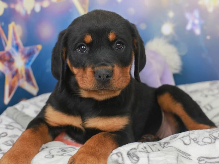 Rottweiler