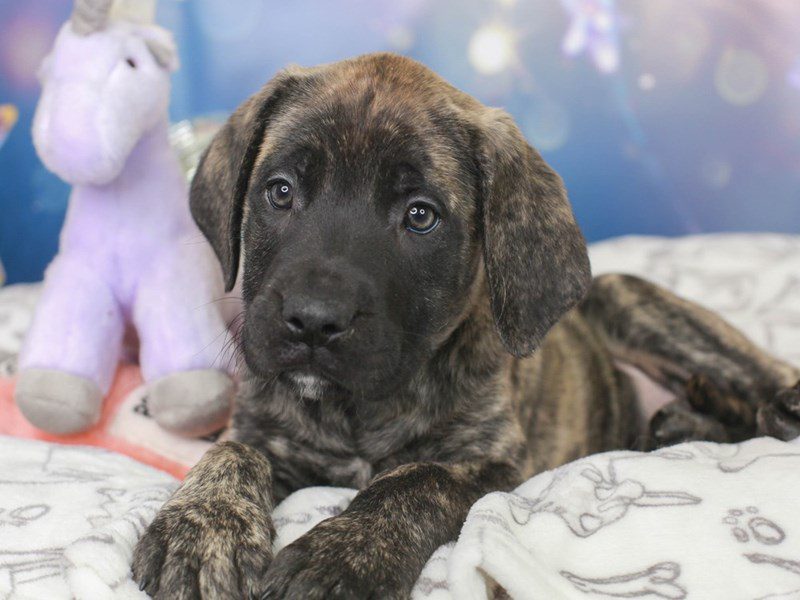 English Mastiff-Female-BRINDLE-3444986-Animal Kingdom | Puppies N Love