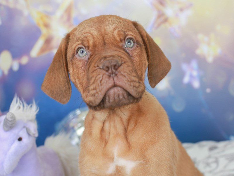 Dogue De Bordeaux-Male-RED-3444939-Animal Kingdom | Puppies N Love