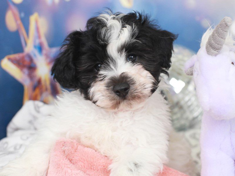 Coton Poo-Male-blk wh parti-3444525-Animal Kingdom | Puppies N Love