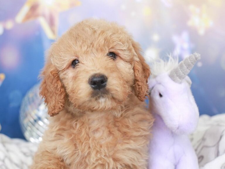 Mini Goldendoodle