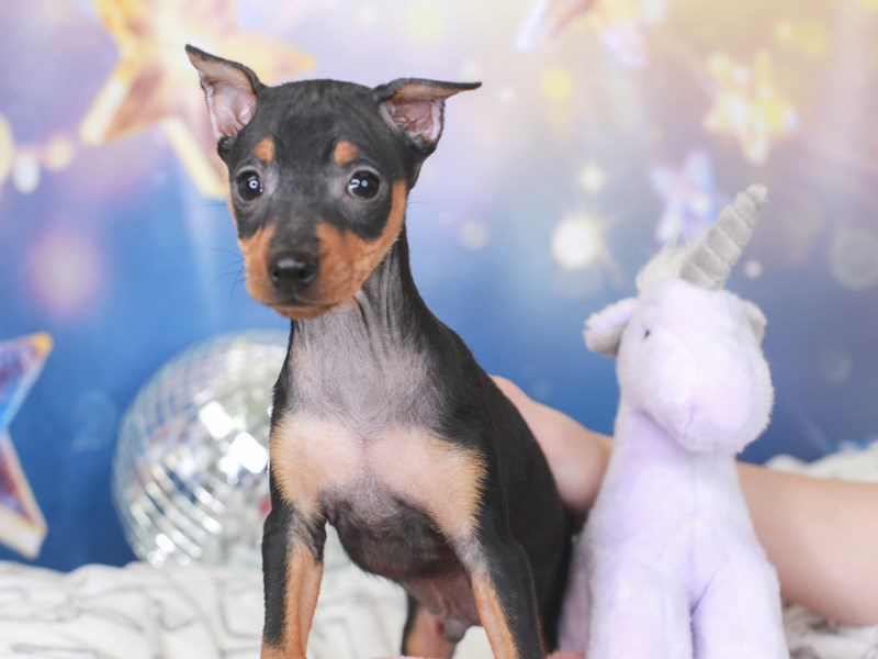 Mini Pinscher-Male-BLACK/TAN-3444027-Animal Kingdom | Puppies N Love