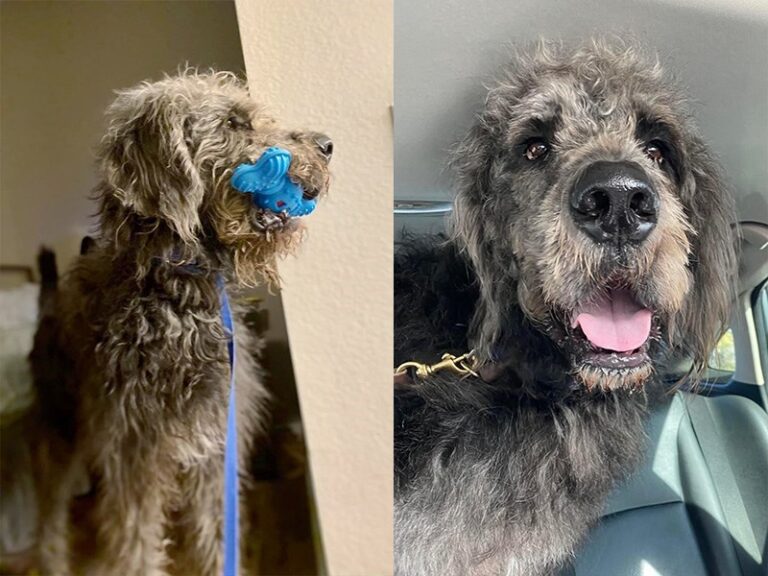 St. Bernadoodle