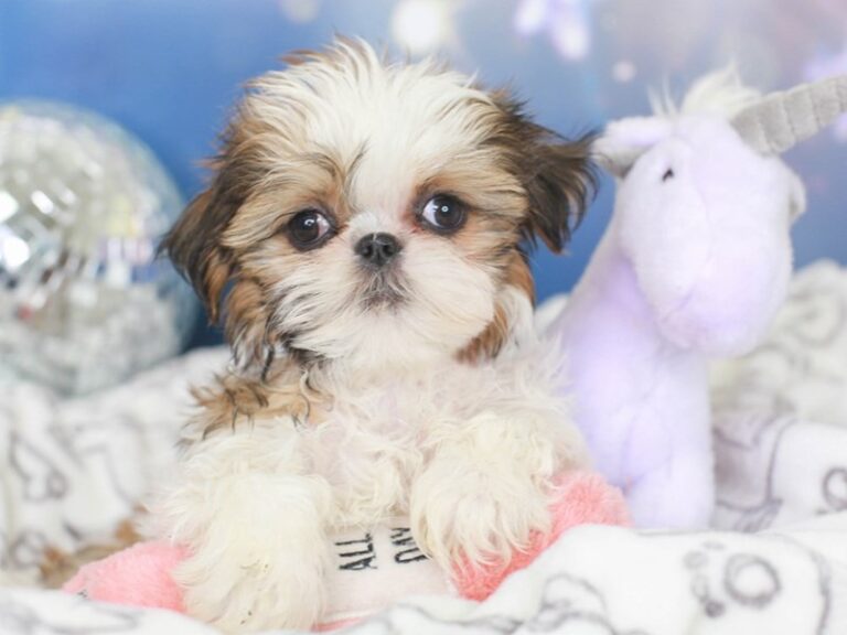 Shih Tzu