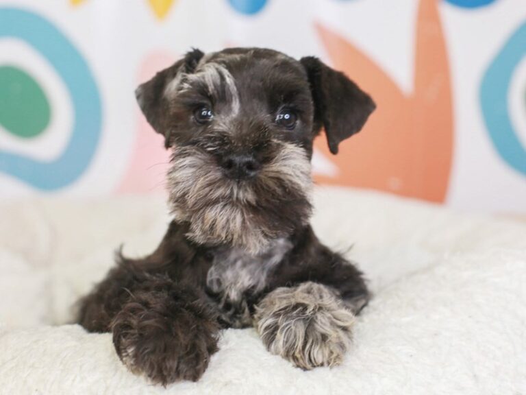 Mini Schnauzer