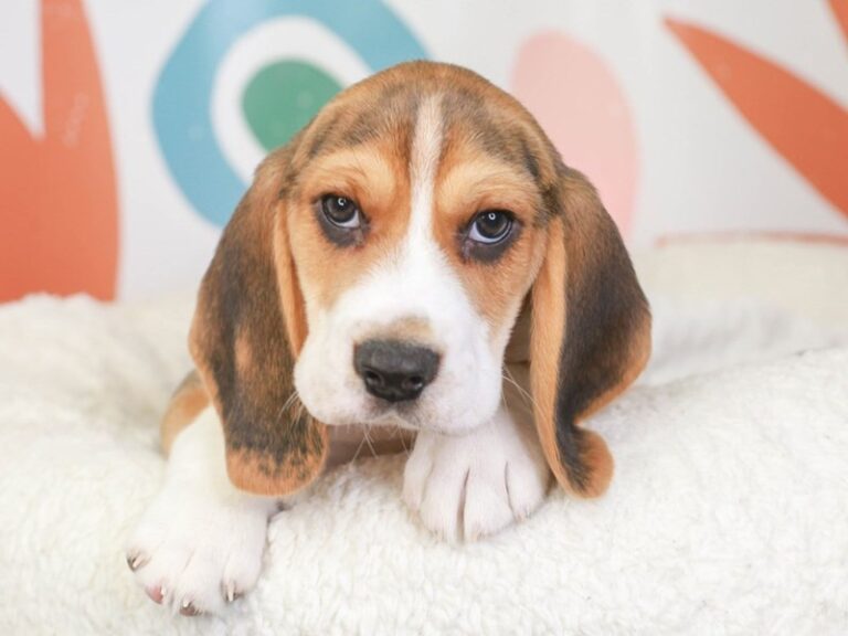 Beagle