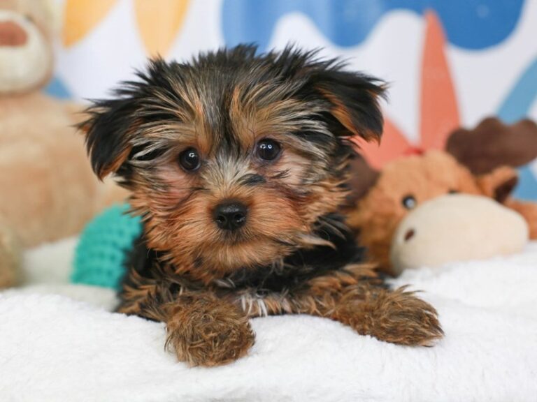 Yorkshire Terrier