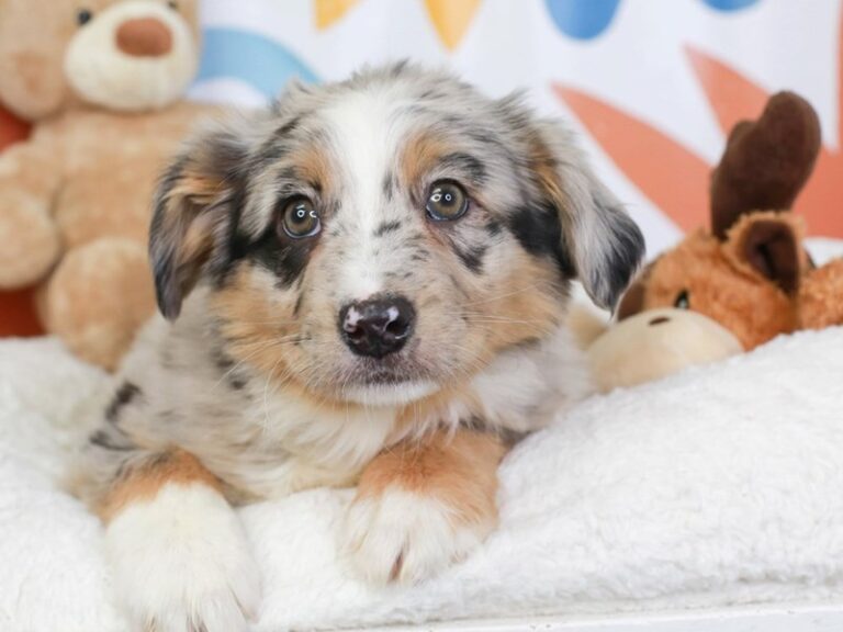 Australian Shepherd