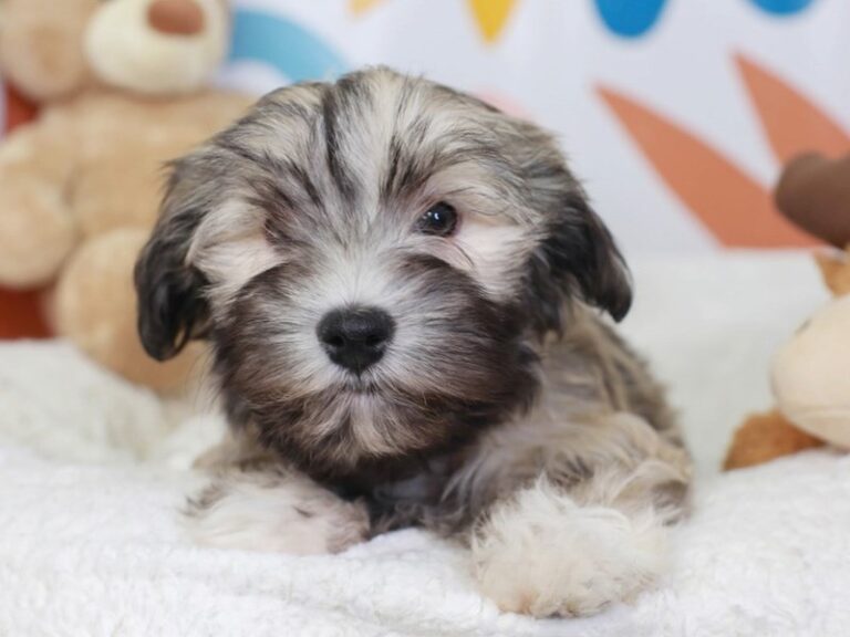 Havanese