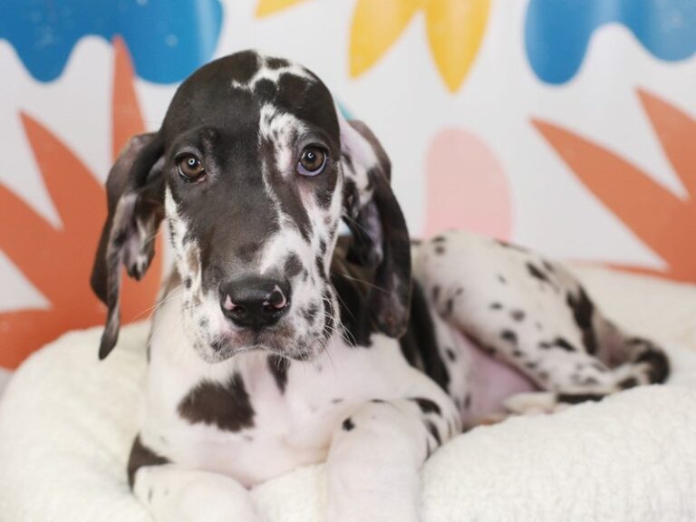 Great Dane