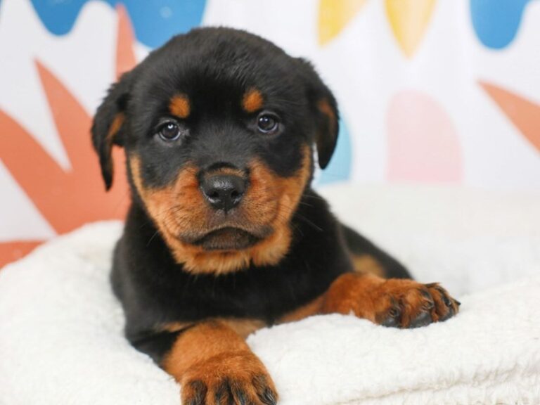 Rottweiler