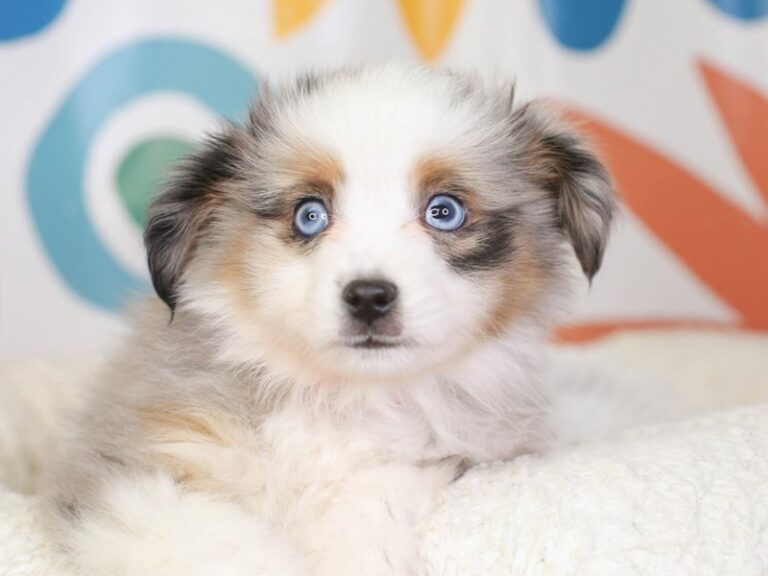 Mini Aussie