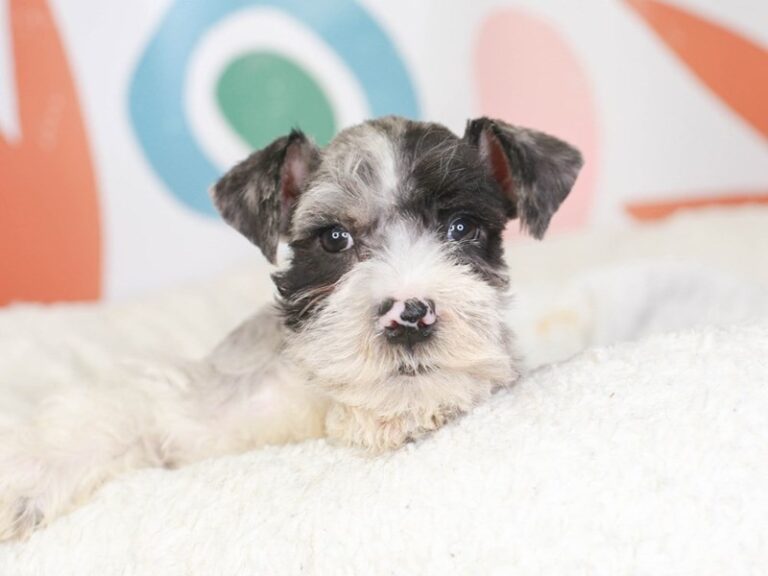 Mini Schnauzer