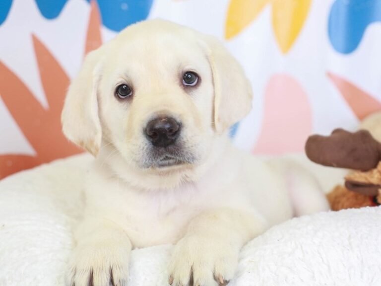 Labrador Retriever