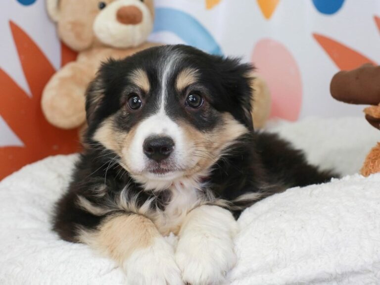 Australian Shepherd