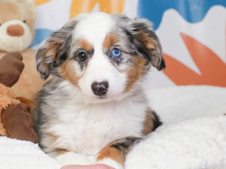 Mini Aussie