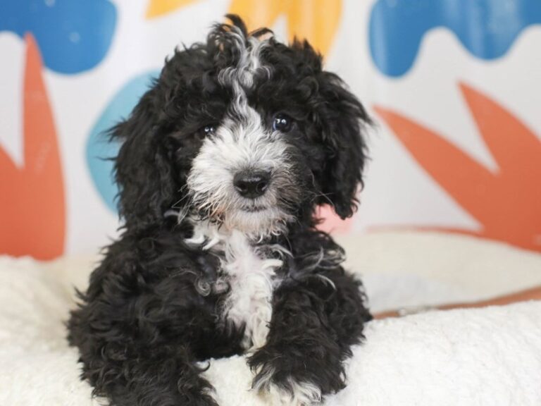 Mini Sheepadoodle