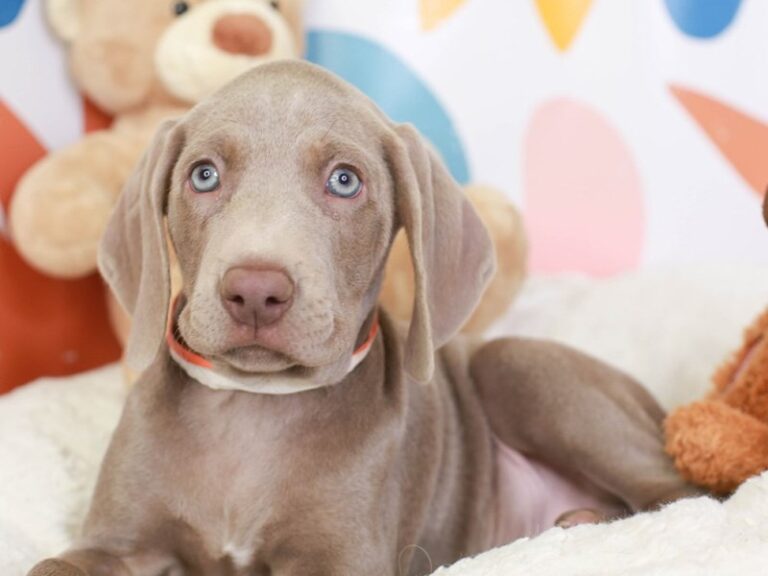 Weimaraner