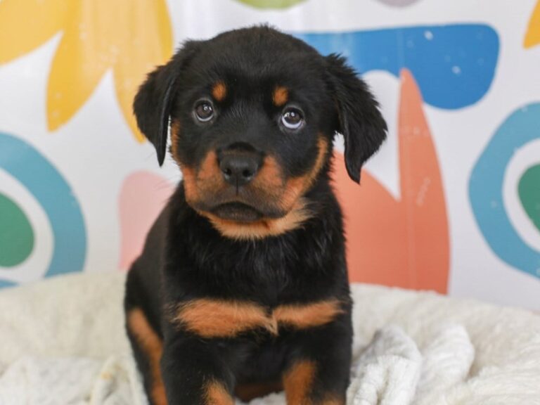 Rottweiler