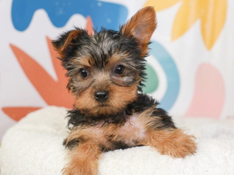 Yorkshire Terrier