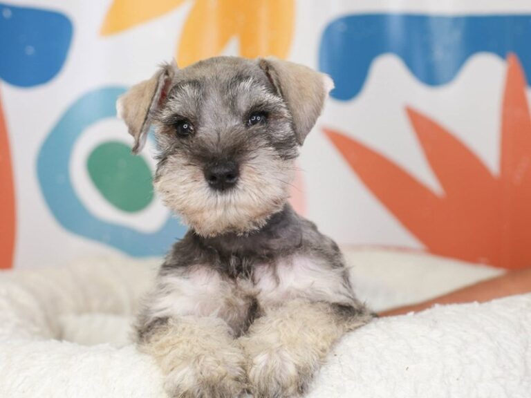 Mini Schnauzer