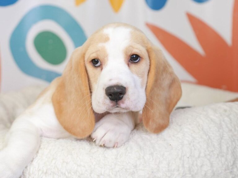 Beagle