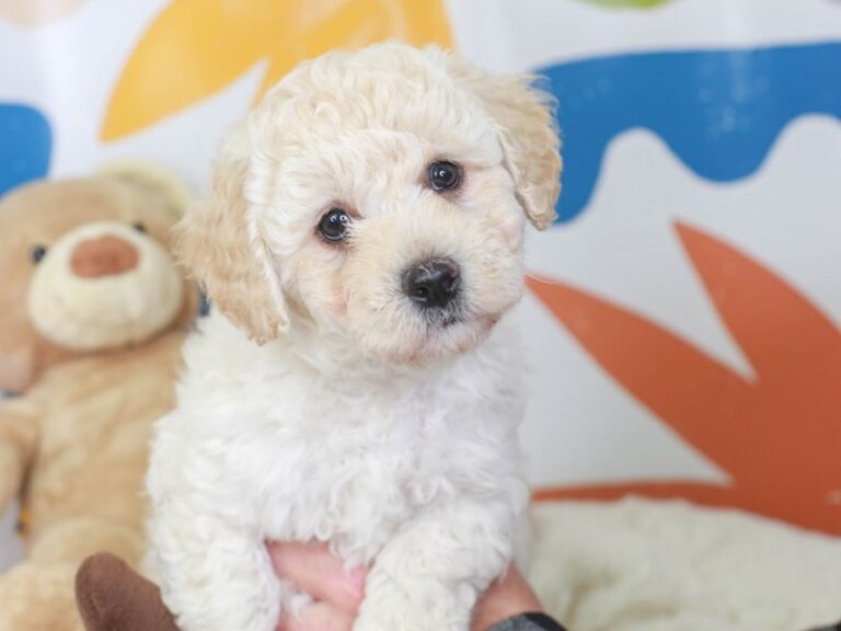 Mini Labradoodle