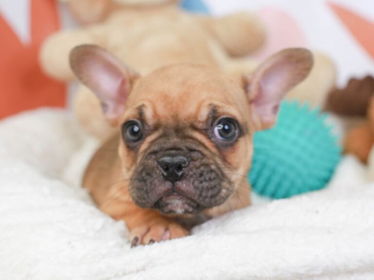 French Bulldog