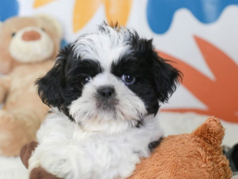 Shih Tzu