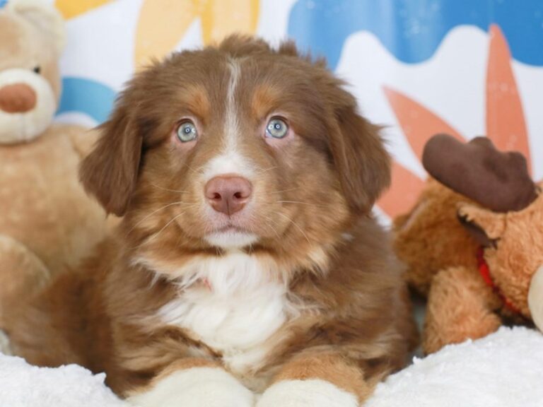 Australian Shepherd