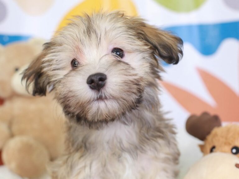 Havanese