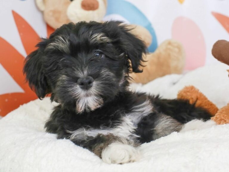 Havanese