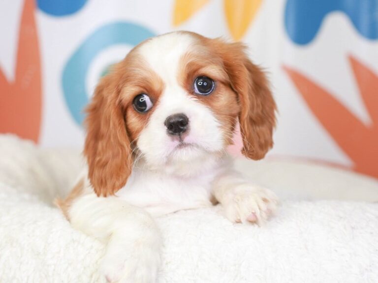 Cavalier King Charles