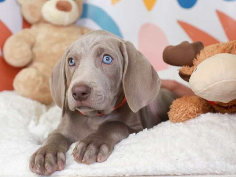 Weimaraner