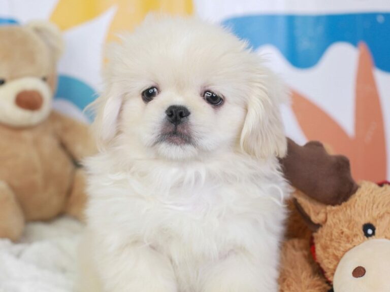 Pekingese